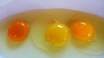 Are orange egg yolks safe to eat?
