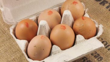 Are organic eggs better than free-range?