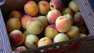 Are peaches high in sugar?