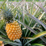 Are pineapples acidic?