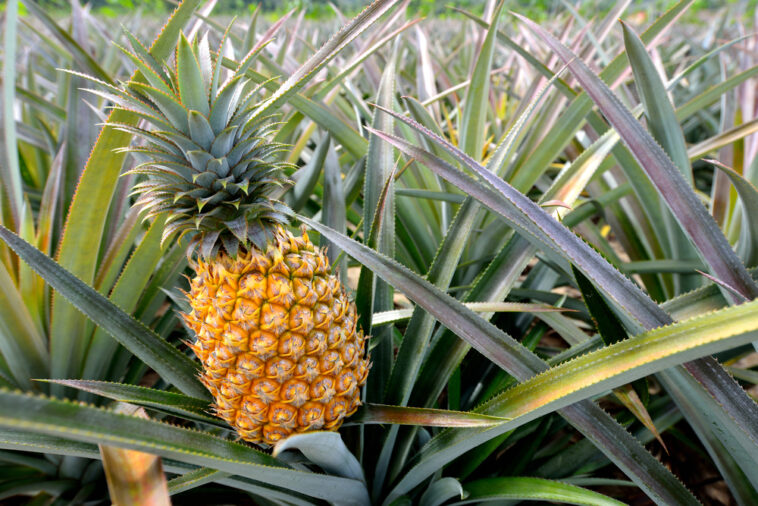 Are pineapples acidic?