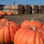 Are pumpkins high in pesticides?