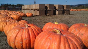 Are pumpkins high in pesticides?