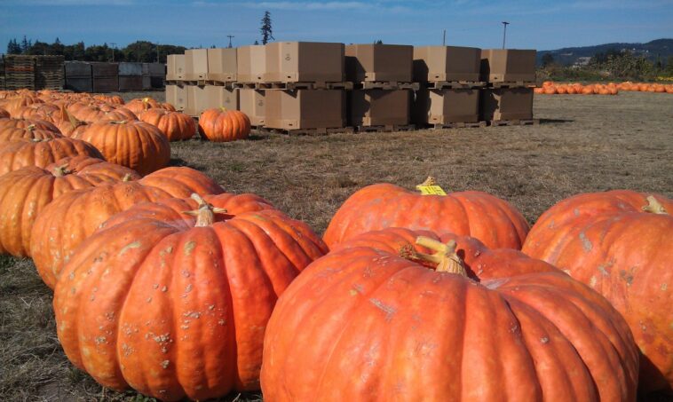 Are pumpkins high in pesticides?