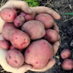 Are red potatoes low in fiber?