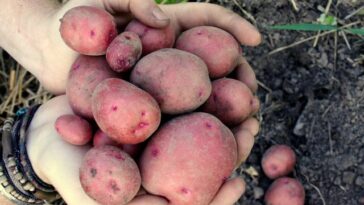 Are red potatoes low in fiber?
