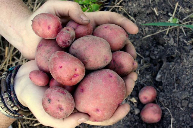 Are red potatoes low in fiber?