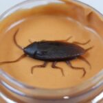 Are there bugs in peanut butter?