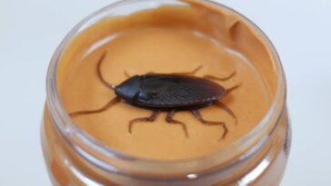 Are there bugs in peanut butter?