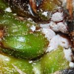 Are there bugs in pineapples?