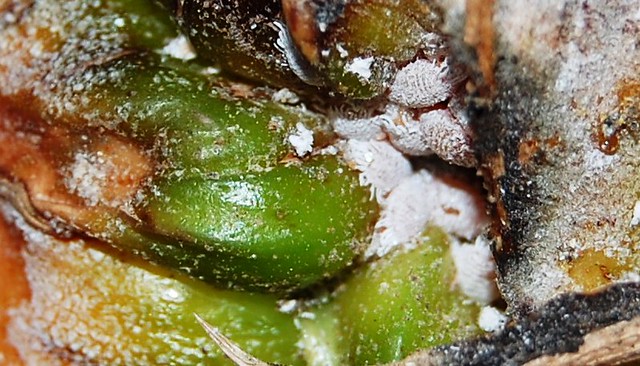 Are there bugs in pineapples?