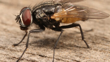 Can I eat a house fly?