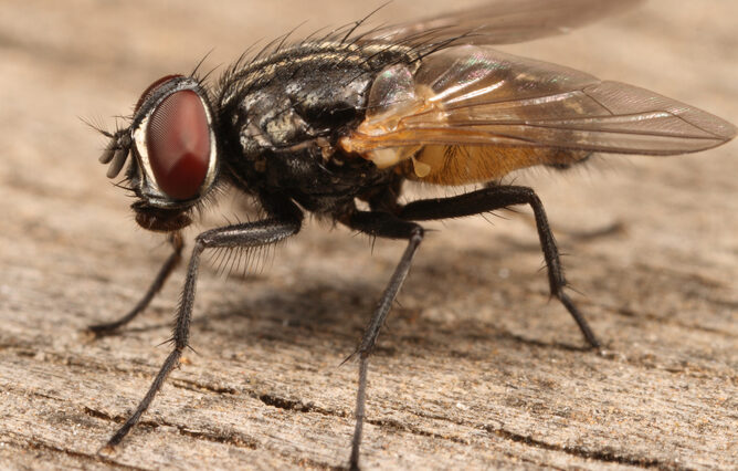 Can I eat a house fly?
