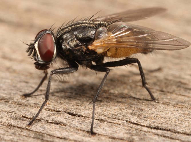 Can I eat a house fly?