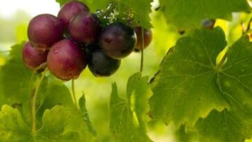 Can I eat muscadine grape seeds?