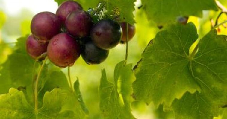 Can I eat muscadine grape seeds?