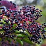 Can I eat raw elderberries?