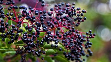 Can I eat raw elderberries?