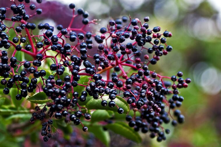 Can I eat raw elderberries?