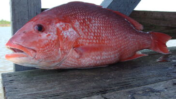 Can I eat red snapper every day?