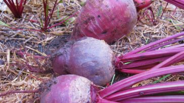 Can I freeze Costco beets?