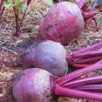Can I freeze Costco beets?