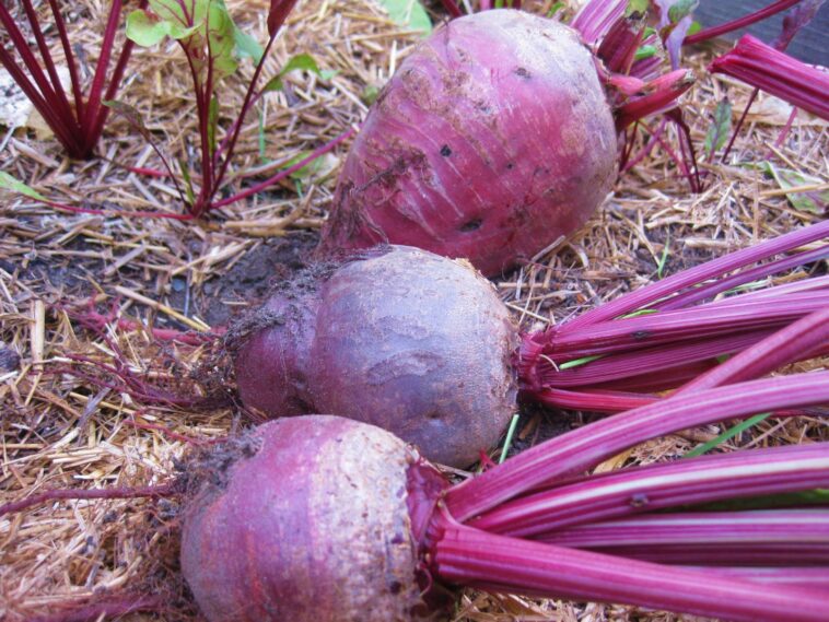Can I freeze Costco beets?