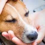 Can I get a prescription for my dog without going to the vet?