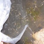 Can I grow my own lobster?