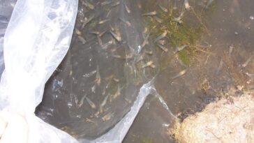 Can I grow my own lobster?