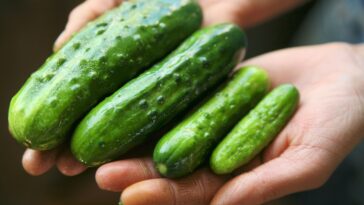 Can I use regular cucumbers instead of pickling cucumbers?