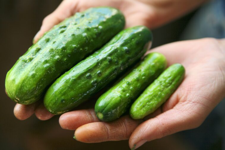 Can I use regular cucumbers instead of pickling cucumbers?