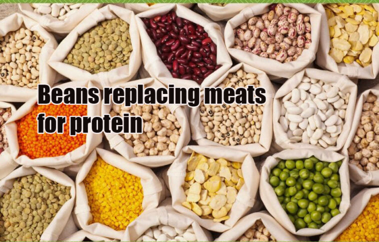Can beans replace meat protein?