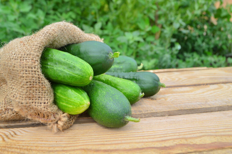Can cucumbers act as a laxative?