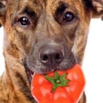 Can dogs eat tomatoes?