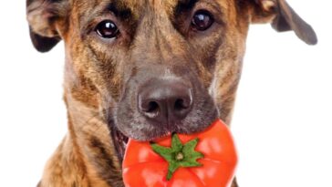 Can dogs eat tomatoes?