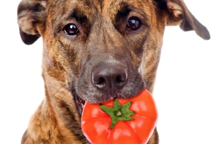 Can dogs eat tomatoes?