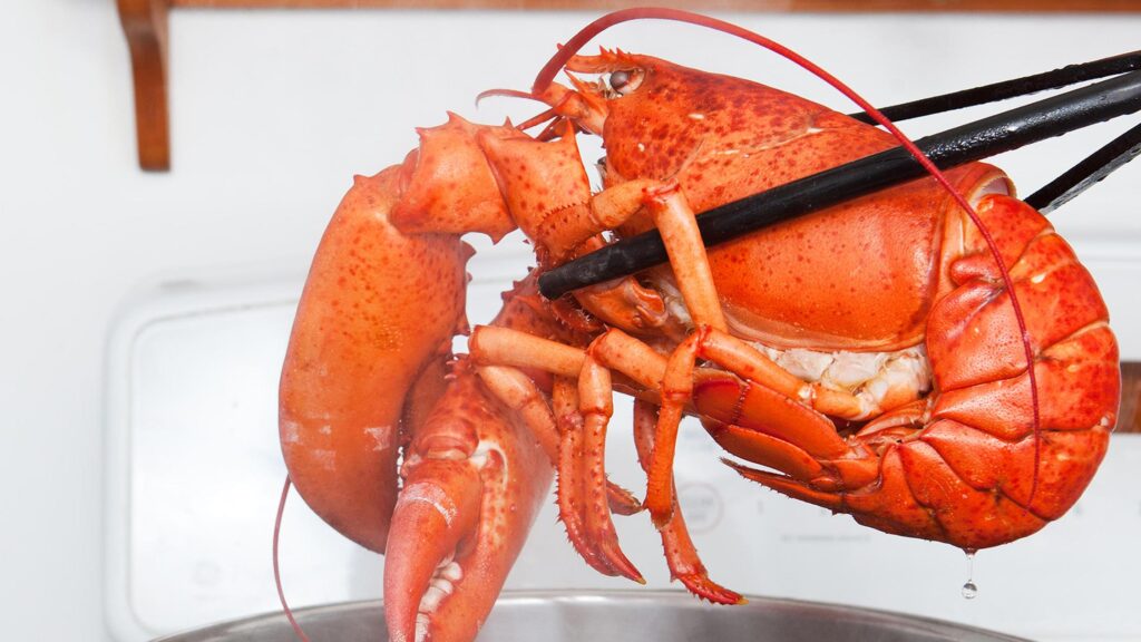 Can lobsters feel pain?