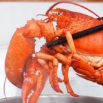 Can lobsters feel pain?