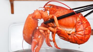 Can lobsters feel pain?