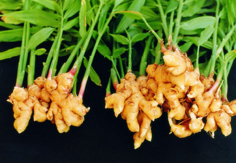 Can old ginger make you sick?