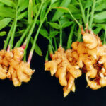 Can old ginger make you sick?