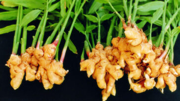 Can old ginger make you sick?