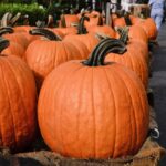 Can pumpkin be poisonous?