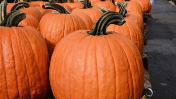 Can pumpkin be poisonous?