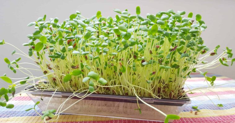 Can sprouts make your stomach hurt?