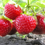 Can strawberries have a laxative effect?