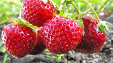 Can strawberries have a laxative effect?