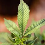 Can too much chlorophyll make you sick?