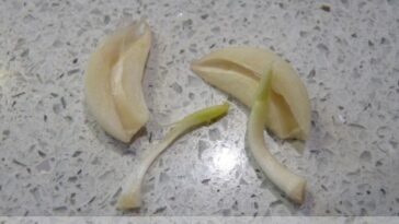 Can too much garlic cause an upset stomach?